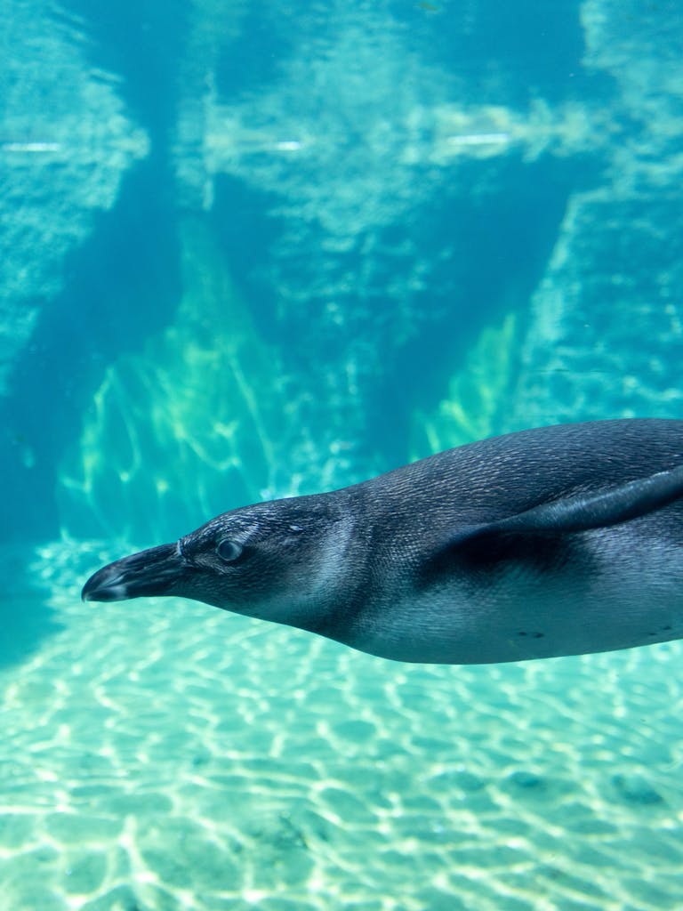 A Penguin Swimming Underwater