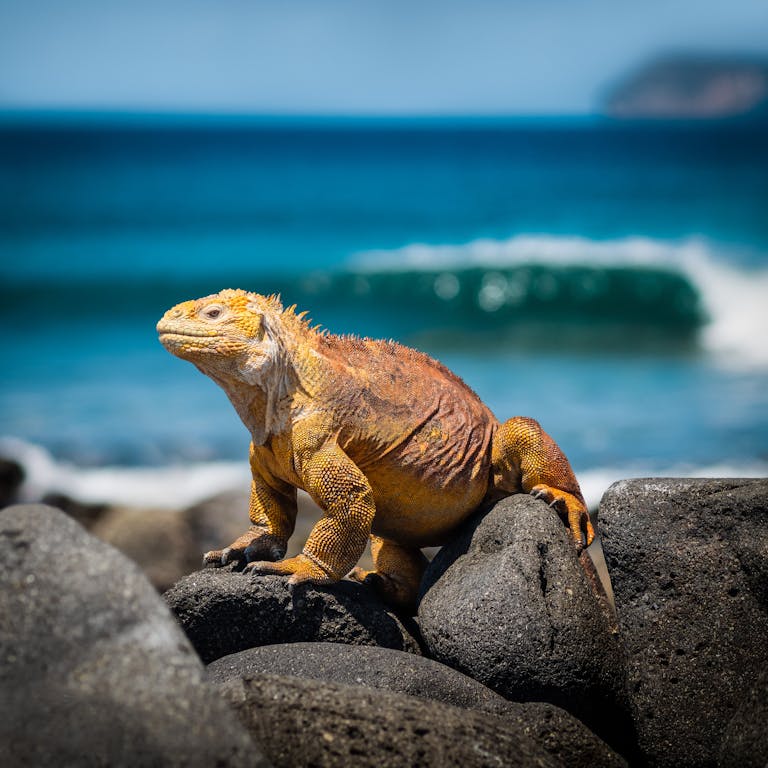 A yellow iguana sits on black volcanic rocks by the ocean, with waves in the background.