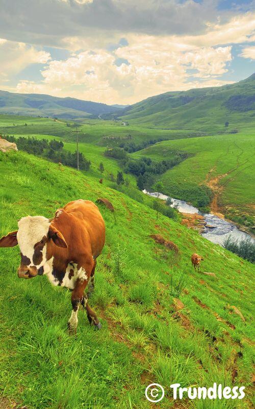 cow-grazing-in-mountains