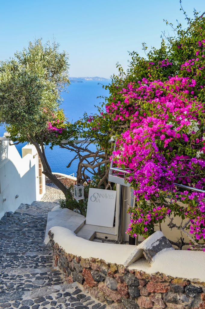 White Signage Beside Purple Bougainvillea Beside Body of Water