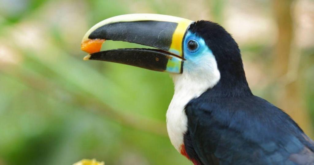 A toucan with a large black beak and colorful markings holds a piece of fruit in its beak against a blurred green background.