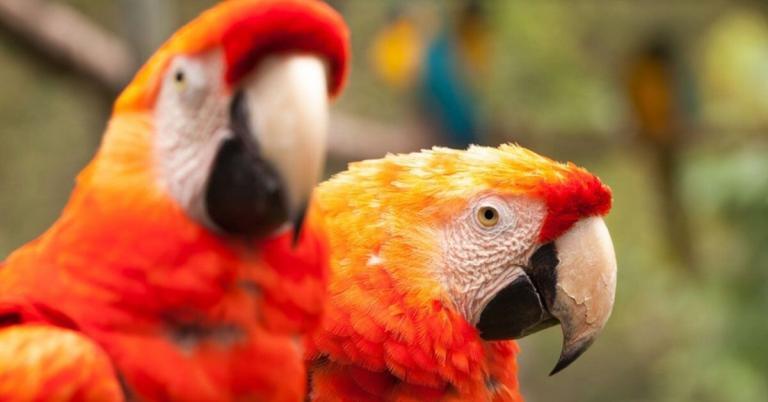 Two vibrant scarlet macaws are perched closely together, displaying their bright red, yellow, and blue plumage. The background is a soft blur of green and blue hues.