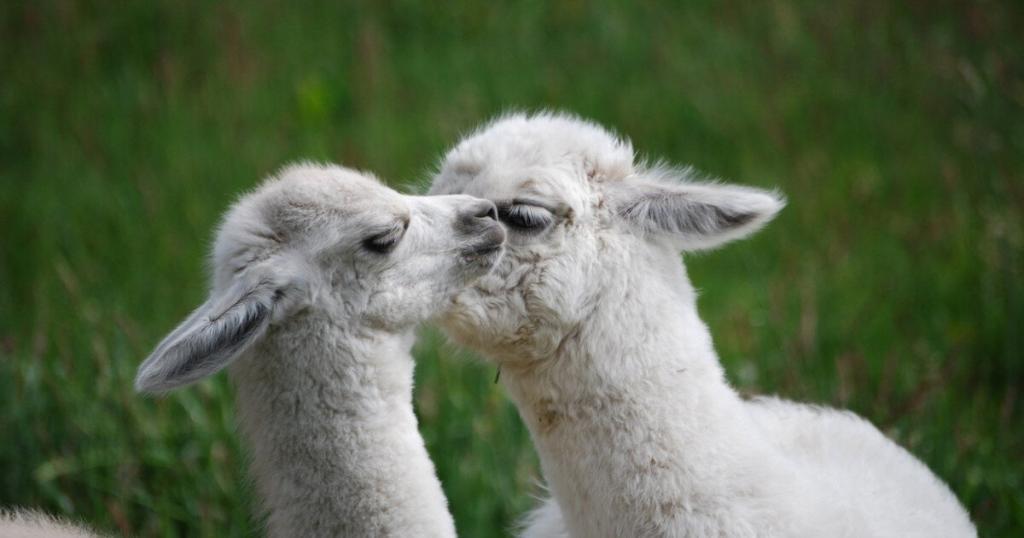 Two fluffy white alpacas nuzzling each other in a grassy field.