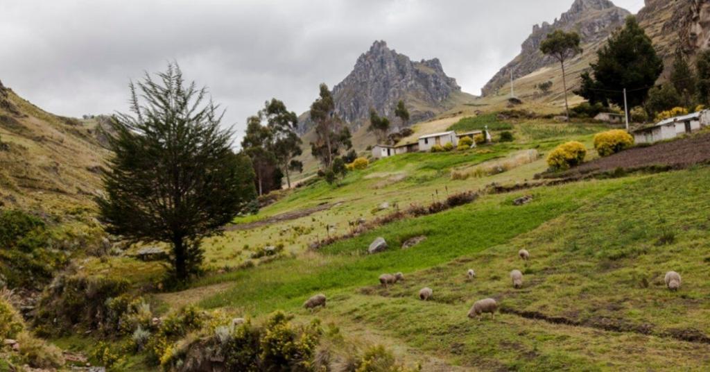 Sheep graze on a hilly landscape with a few trees and shrubs. A white house is situated in the background near rocky mountains under a cloudy sky.