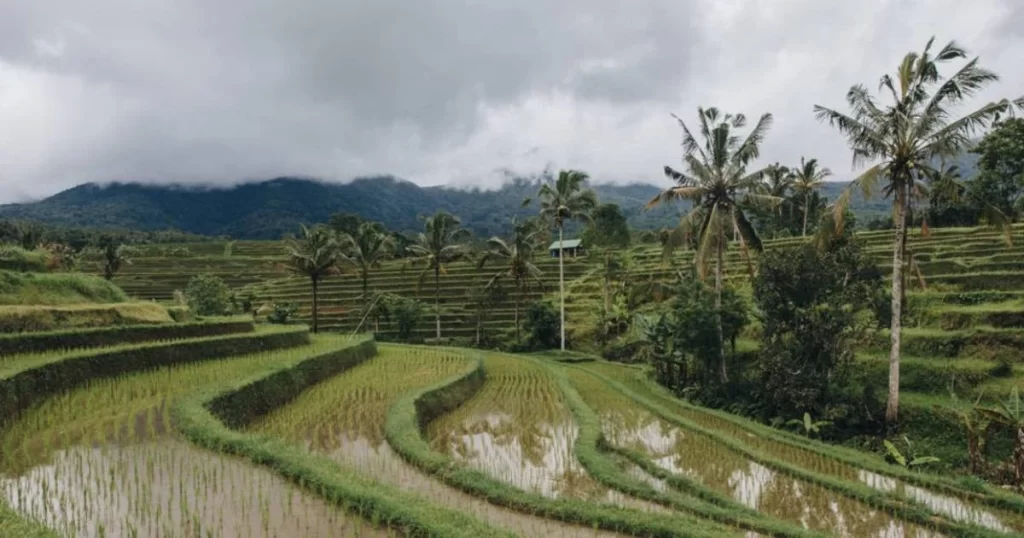 Terraced rice fields with young rice plants and water reflect the cloudy sky; palm trees and mountains are visible in the background.
