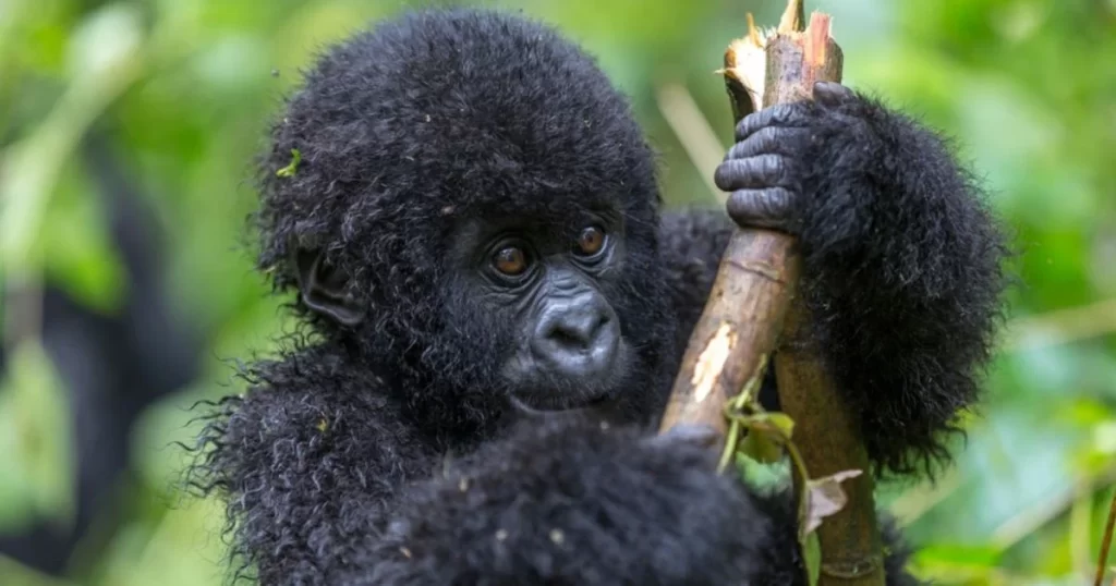 A young gorilla with curly black fur holds onto a thick branch, surrounded by green foliage in a natural outdoor setting.