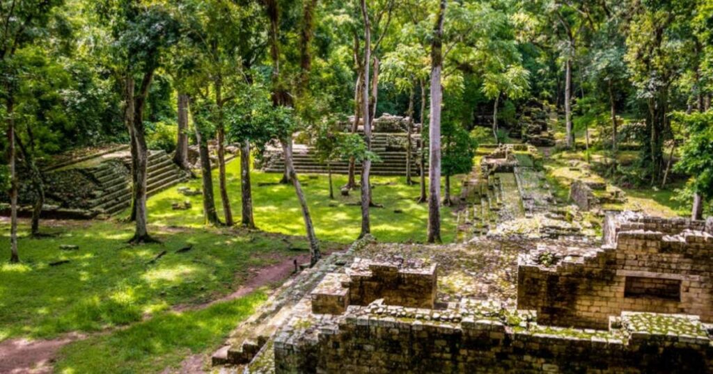 Ancient stone ruins in dense green forest with scattered trees and sunlight filtering through.